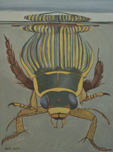 Gelbrandk&auml;fer