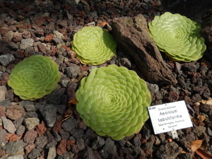 Botanischer Garten D&uuml;sseldorf 3
