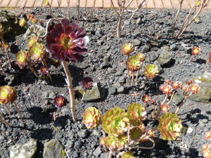 Botanischer Garten D&uuml;sseldorf