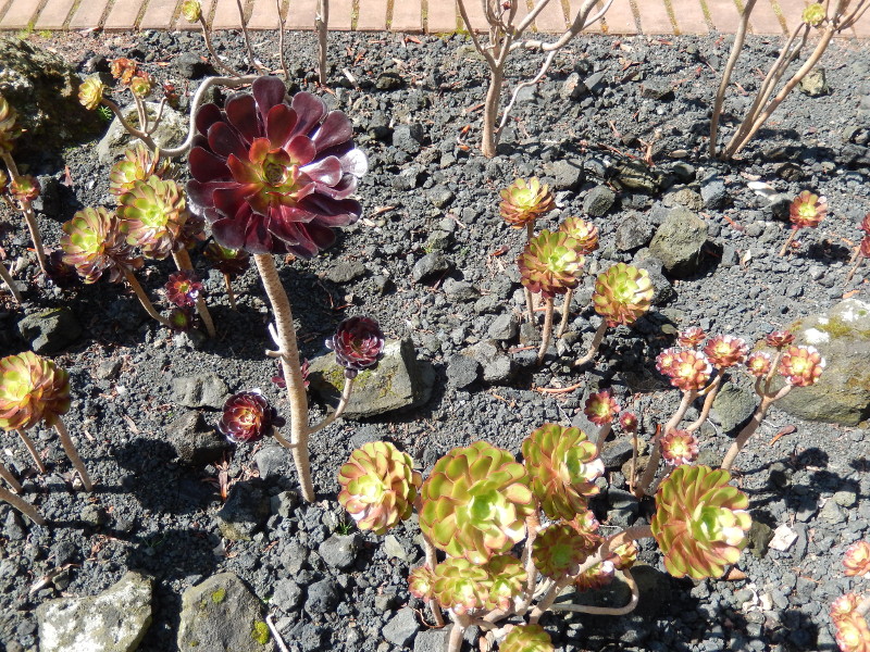 Botanischer Garten D&uuml;sseldorf