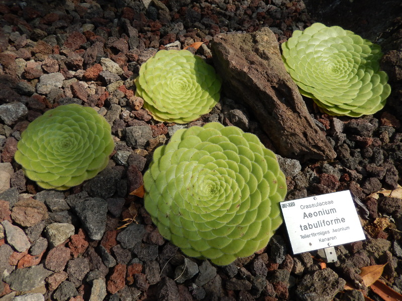 Botanischer Garten D&uuml;sseldorf 3