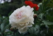 Bl&uuml;te