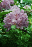 Rhododendronbl&uuml;te