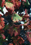 Wein