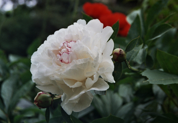 Bl&uuml;te
