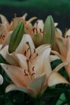 Lachsfarbene Lilien