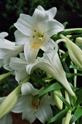 Wei&szlig;e Lilien