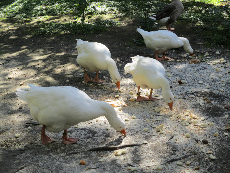 G&auml;nse